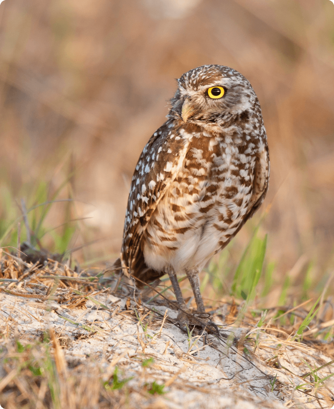 burrowing owl stands in the grass