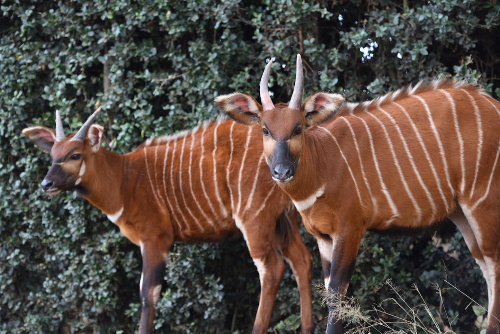 two mountain bongo in forest