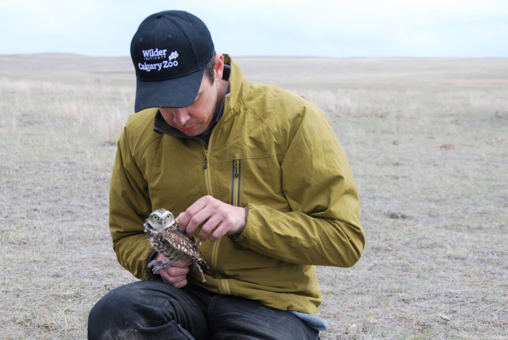 Researcher prepping a burrowing owl for release