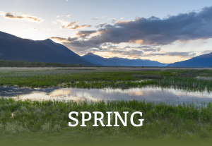 Spring