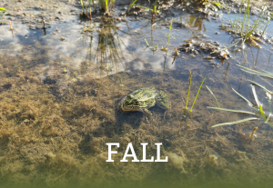 Fall
