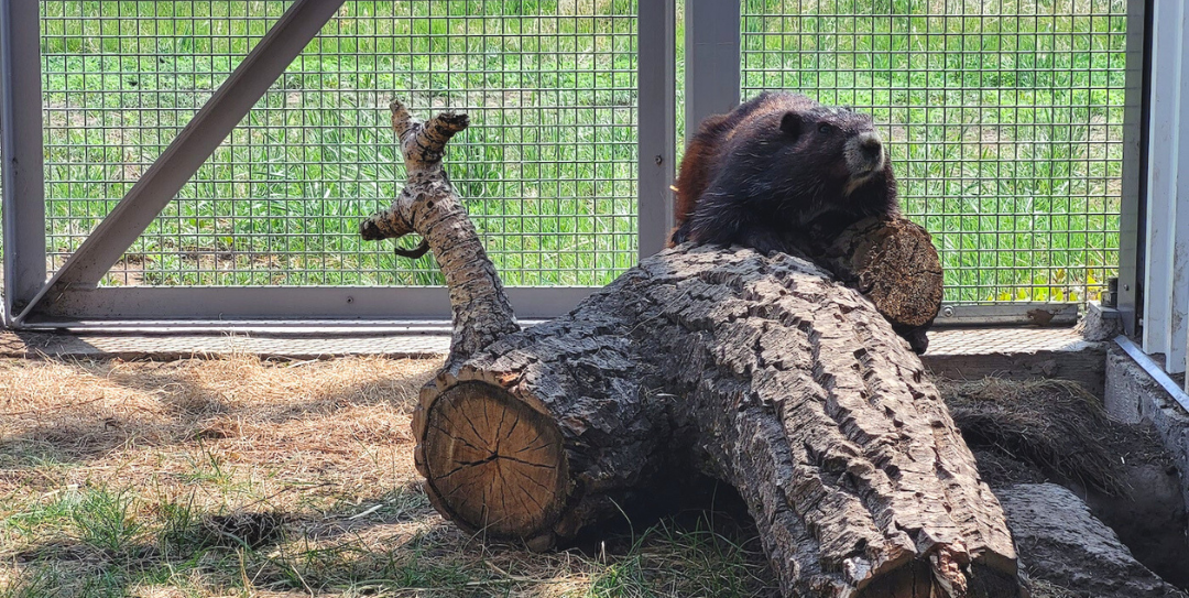 Adult Vancouver Island marmot enjoying it's outdoor habitat at the ABC