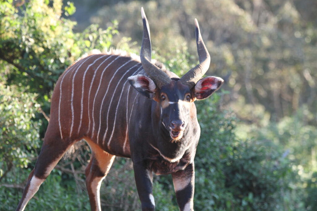 Mountain bongo
