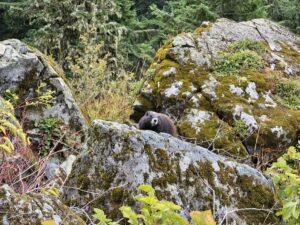 Ophis, a marmot born at the Archibald Biodiversity Centre in 2022 and released by our partners at the Marmot Recovery Foundation in 2024.